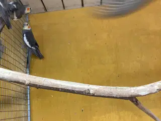 Nymferparekitter 