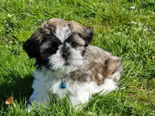 Shih tzu hvalpe 
