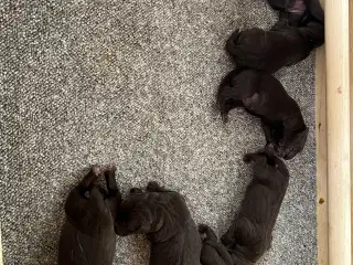 Brune labrador hvalpe