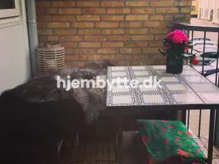 Hjembytte - Strandgade