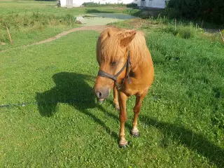Hest, hoppe sælges 