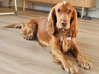 Parring tilbydes af engelsk cocker spaniel 