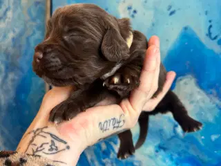 Ft Cocker spaniel tæve 