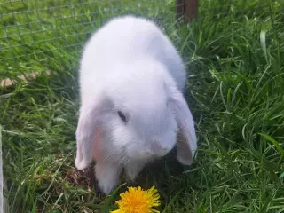 Mini lop kanin 