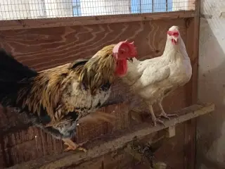 Høns, 3 Isa Warren, 2 Grønlægger høns+ 1hane