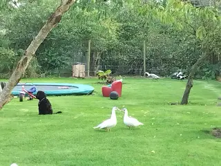 Til have eller julebord 