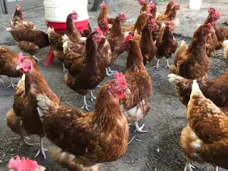Høns