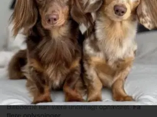 Dværg/ miniature gravhund søges