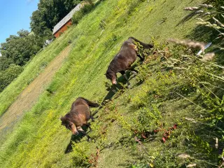 2 stk sjætlandpnnyer