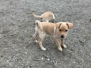 Dværgpinscher/ dansk svensk gårdhund bla