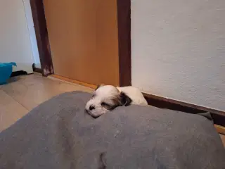 Lhasa apso / malteser