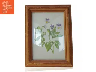 Indrammet botanisk tryk (str. 19 x 14 cm)