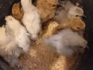 Kyllinger fra dværg silkehøns