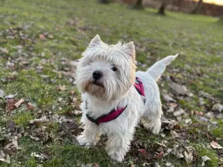Westie han tilbydes til parring 