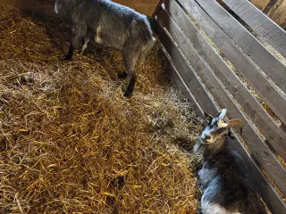 2 Geder sælges 