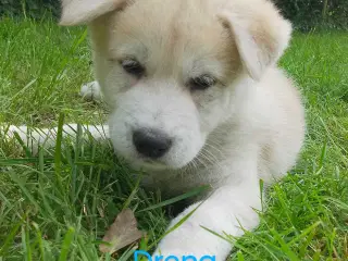 Alaska Malamute Chow Chow tjekkiske ulvehund husky
