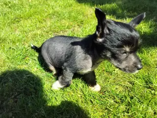 Chinese crested/powder puff drenge med DKK stambog