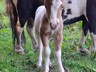 Broget Mini Shetlænder Føl
