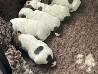 Jack Russell Hvalpe - DKK stamtavle