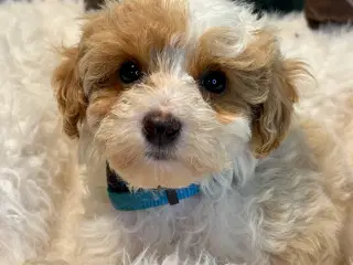 Maltipoo vi venter ❤️🐾