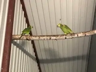Blåpandet Amazone papegøje