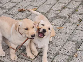 Gule labrador hvalpe.