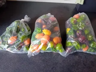 Habanero chilier 