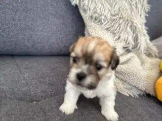 Lhasa apso - Calle