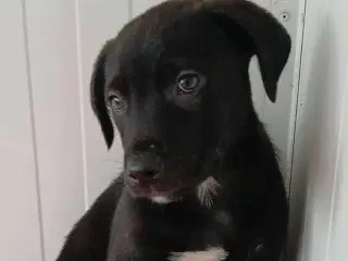 Lille Axel søger familie 