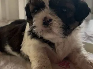 Shih Tzu hvalpe