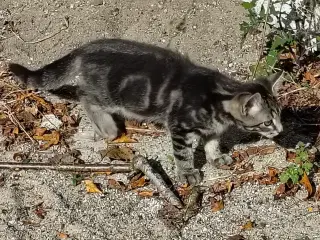 Maine coon blandings killinger