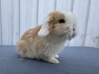 Mini lop hankanin