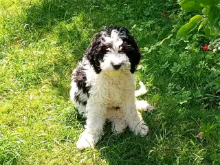 Sproodle/springerdoodle hvalpe