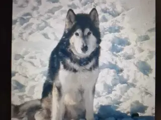 Alaskan Malamute hvalpe til salg –smukke og sunde!