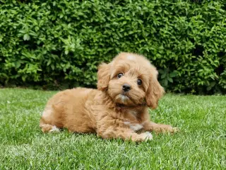 Havapoo Bamser Puddel & Bichon Havanais