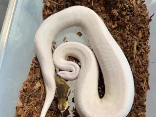 0.1 Black pastel pied poss het albino