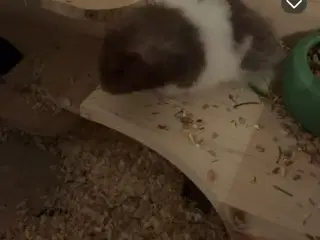 Hamster sælges