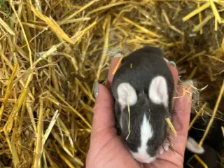 Kaninunger af stor race