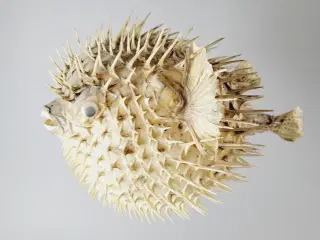 ⭐️· Dekoration af tørret pindsvinefisk / Kuglefisk