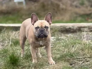Fransk bulldog 