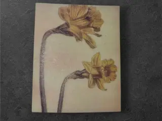 Botanisk mini-tryk: Daffodil Delight i forårsglød