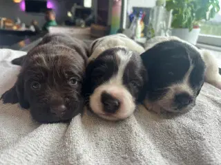 Hundehvalp springador 