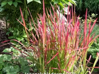 Red Baron prydgræs planter 