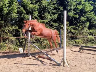 Dansk Sports pony ( kat 1)
