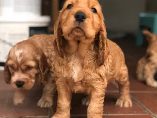Engelsk Cocker spaniel