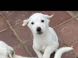 Sødeste Creamy søger familie 