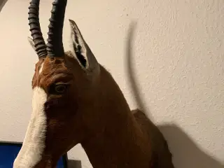 Udstoppet Brun Blesbuck
