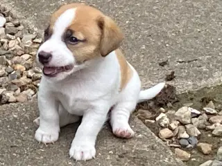 Jack Russell terrier hvalpe