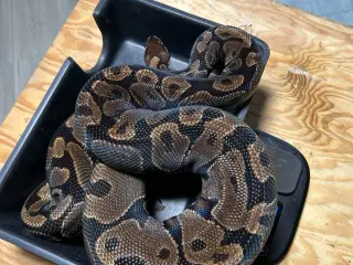 konge python