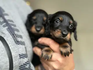 Langhåret DværgGravhunde hvalpe